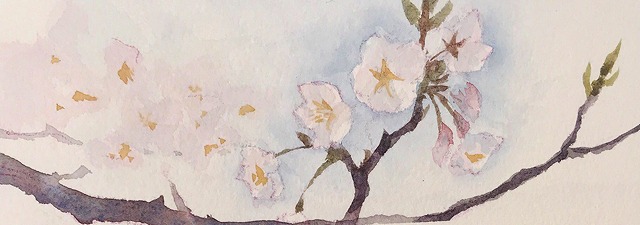 4.6 大阪城の桜 ヴィファール ハガキサイズ 水彩