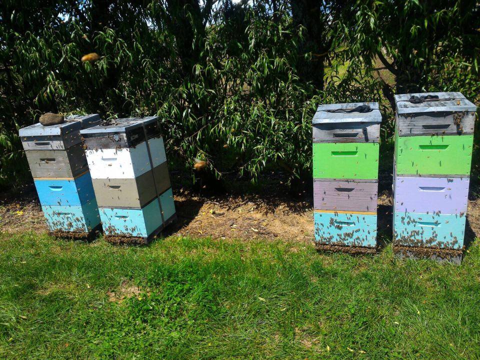 Geschäftiges Treiben in den Bienenstöcken