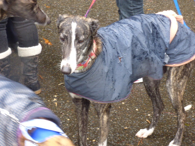 Marley, adopté en Charente Maritime, touchant de tendresse