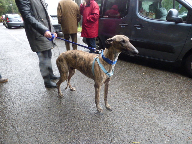 Rudy, super galgo calme et serein, adopté