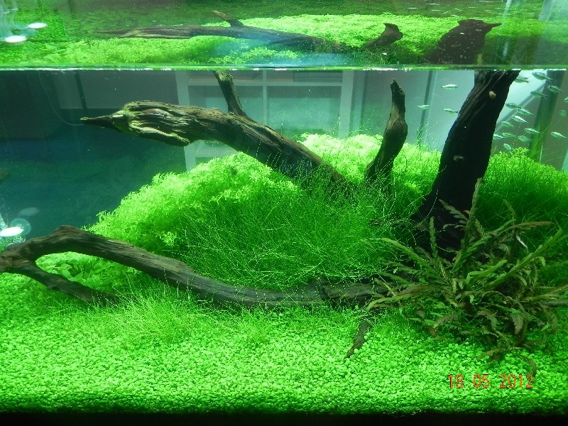 Einrichtungsbeispiel Aqua Scaping