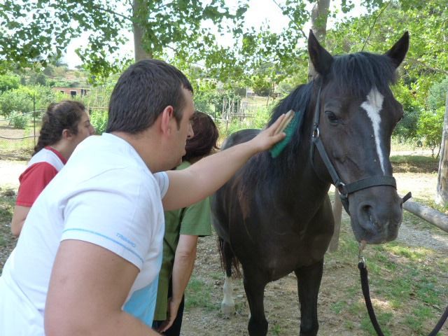 La higiene del caballo - Equinoterapia Exprés