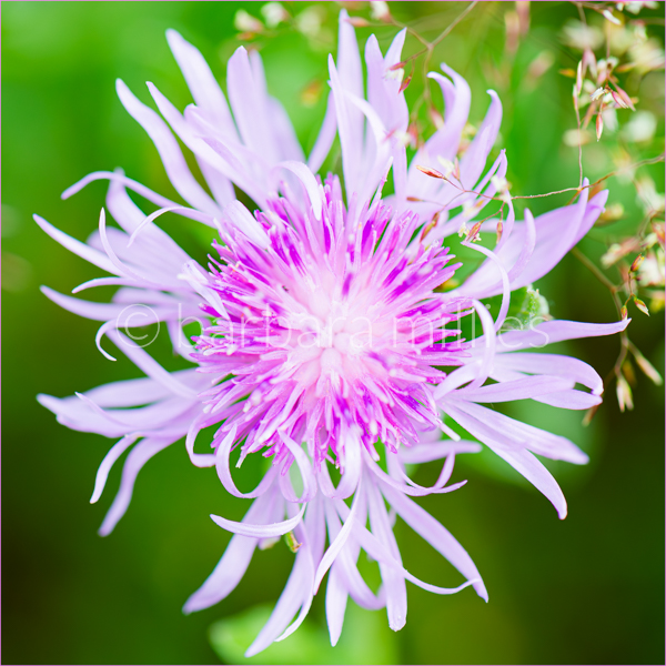Flockenblume