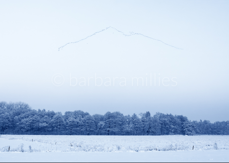 Vogelzug im Winter