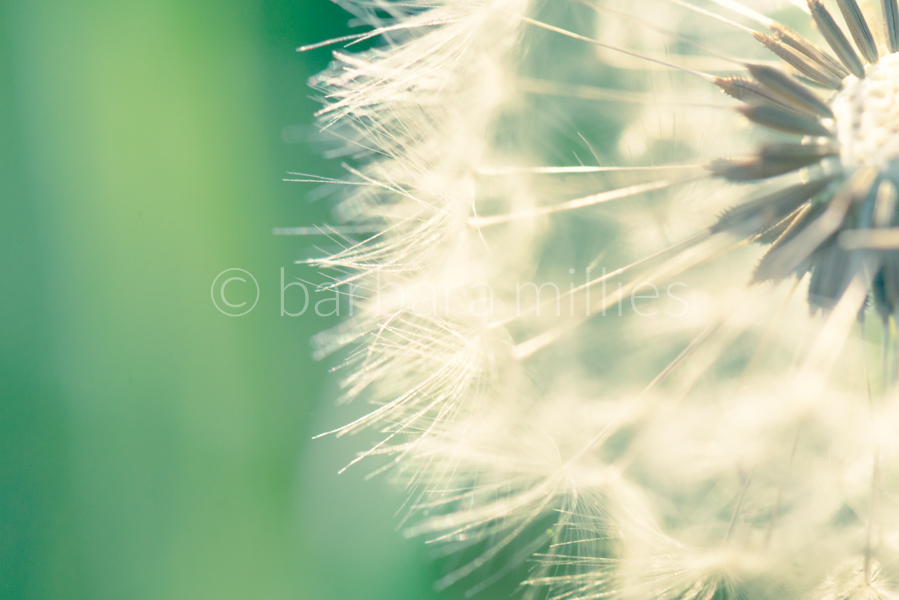 Wilde Wiese: Pusteblume