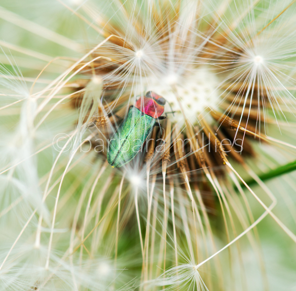 Pusteblume