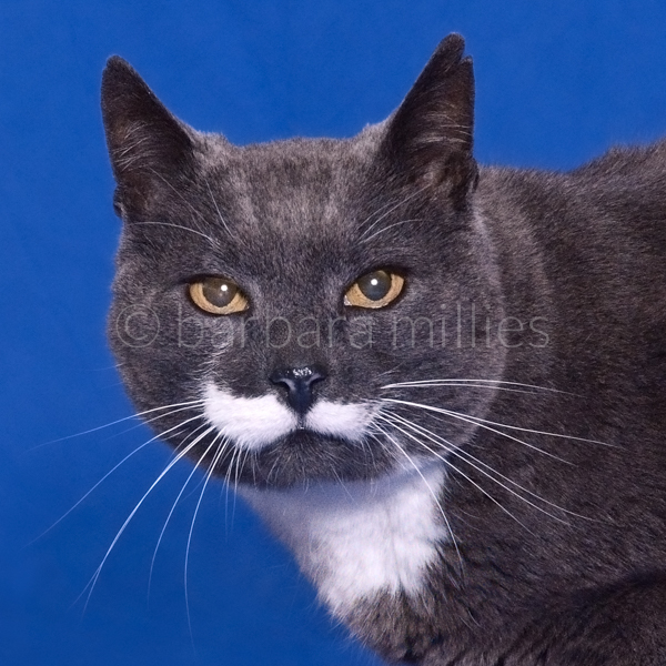 Findus