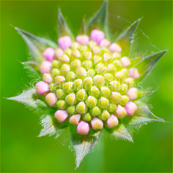 Wiesenskabiose