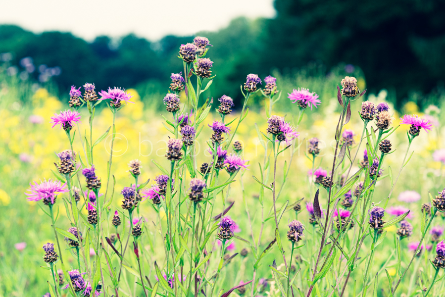 Auf der Wildwiese: Flockenblumen