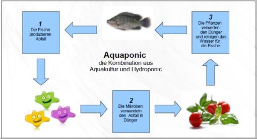 aquaponic - fish a plant