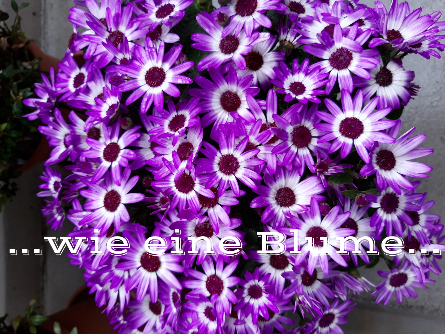 Wie eine Blume... - Sprachtraining Deutsch...Sabine Peters-Holdorf