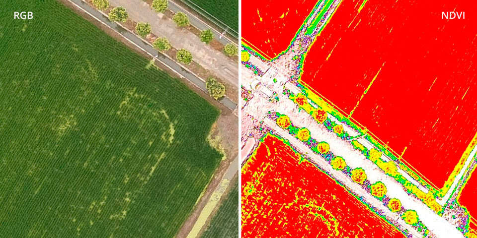 DJI P4 Multiespectral - RGB vs NDVI