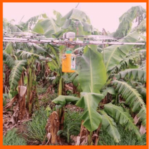 Cómo los drones pueden ayudar a la industria del banano a ser más sostenible