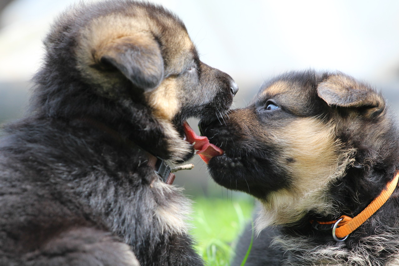 Benz & Blacky