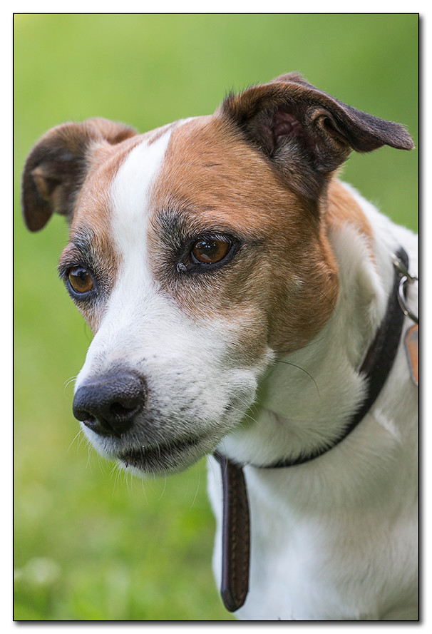 Jack Russel Terrier