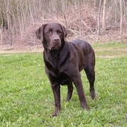 Bildschone Labrador Welpen In Braun Und Schwarz Markt De Kleinanzeige