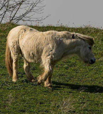 Cushing Syndrom beim Pferd - Hormone im Ungleichgewicht