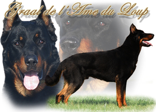 "Lilo" CH. Bibiane L´Épice de la Vie - asgards-beauceronss ...