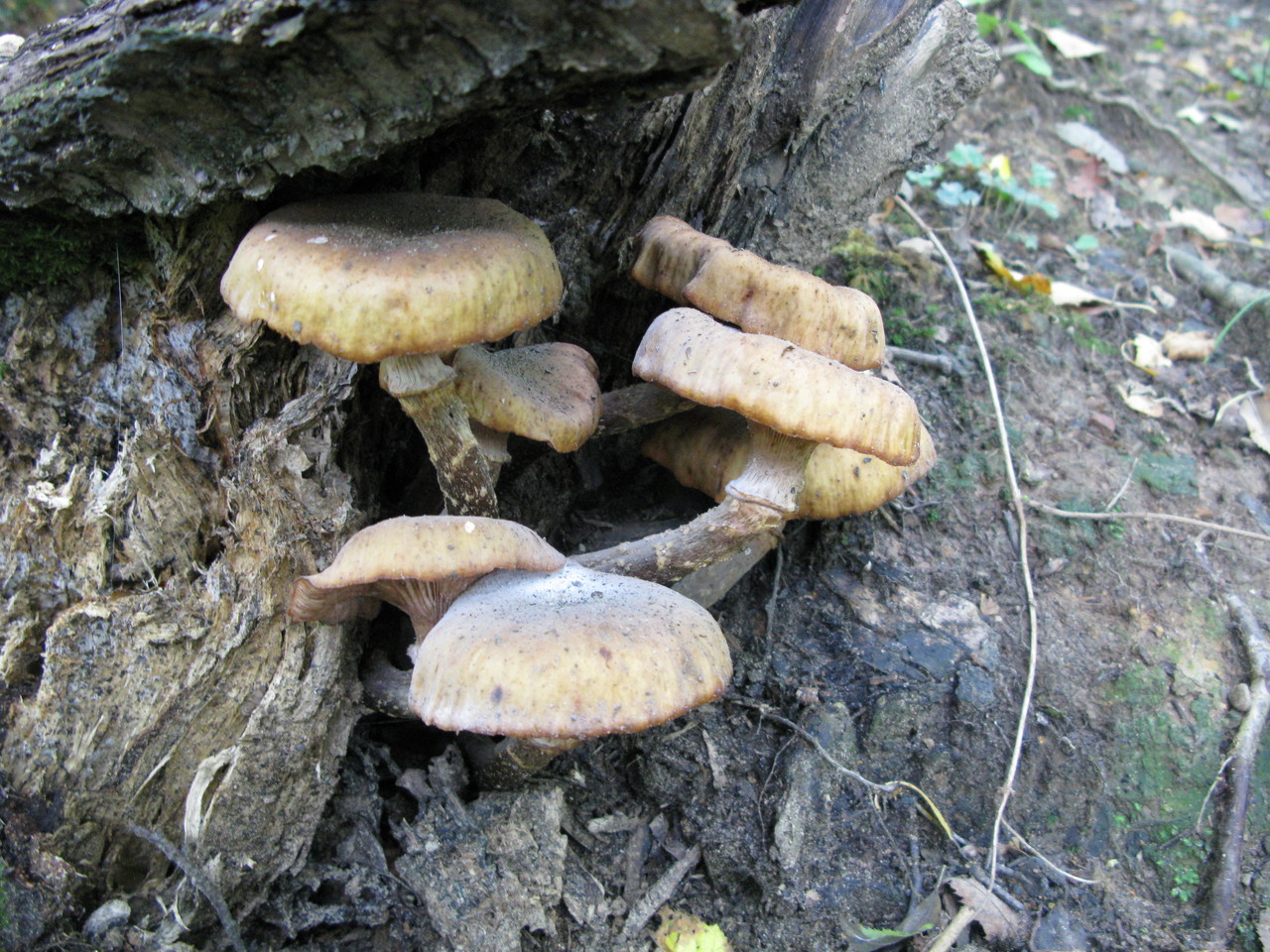 Earthy Powdered Cap
