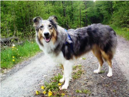 Na, wollt ihr vielleicht auch zu uns in die Hundeschule kommen....