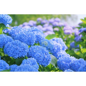 蒸し暑い6月を快適に過ごすための「脱毛メリット」