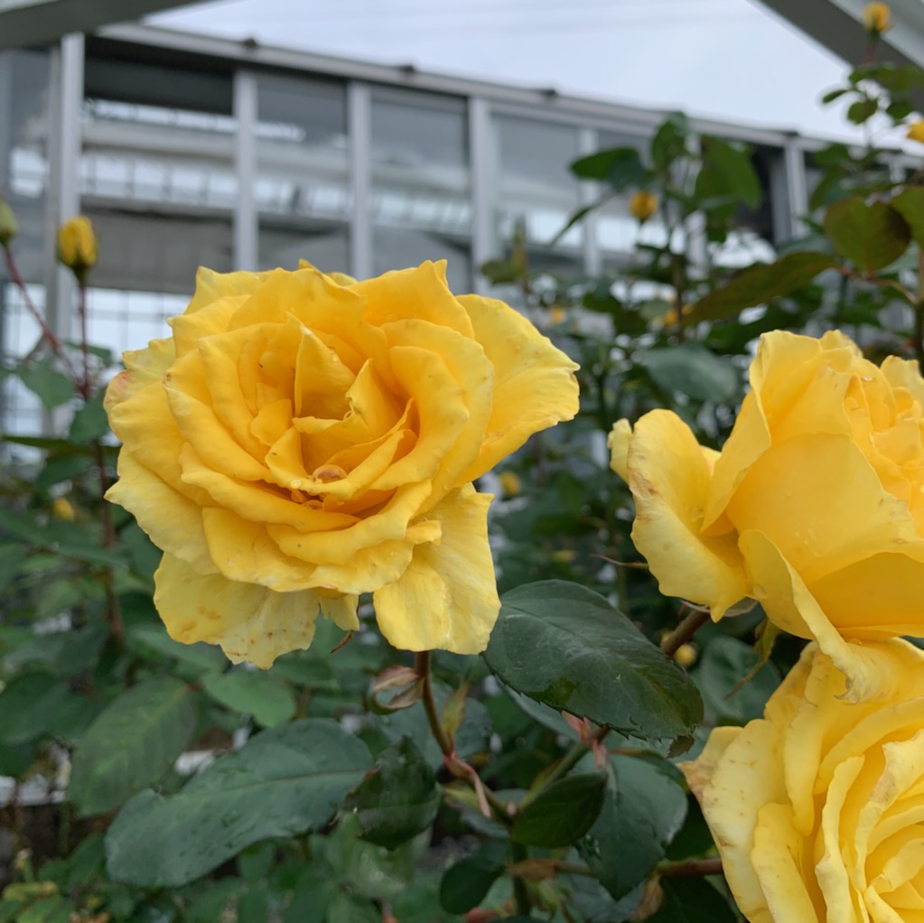 ブログ 島田市ばらの丘公園公式hp ブログ 島田市ばらの丘公園公式hp