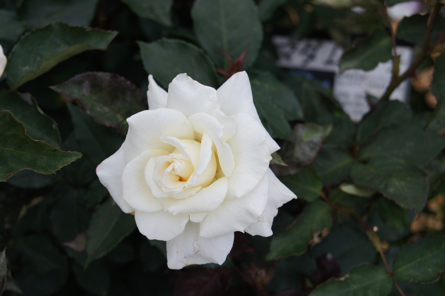 Syamen 島田市ばらの丘公園公式hp Syamen 島田市ばらの丘公園公式hp