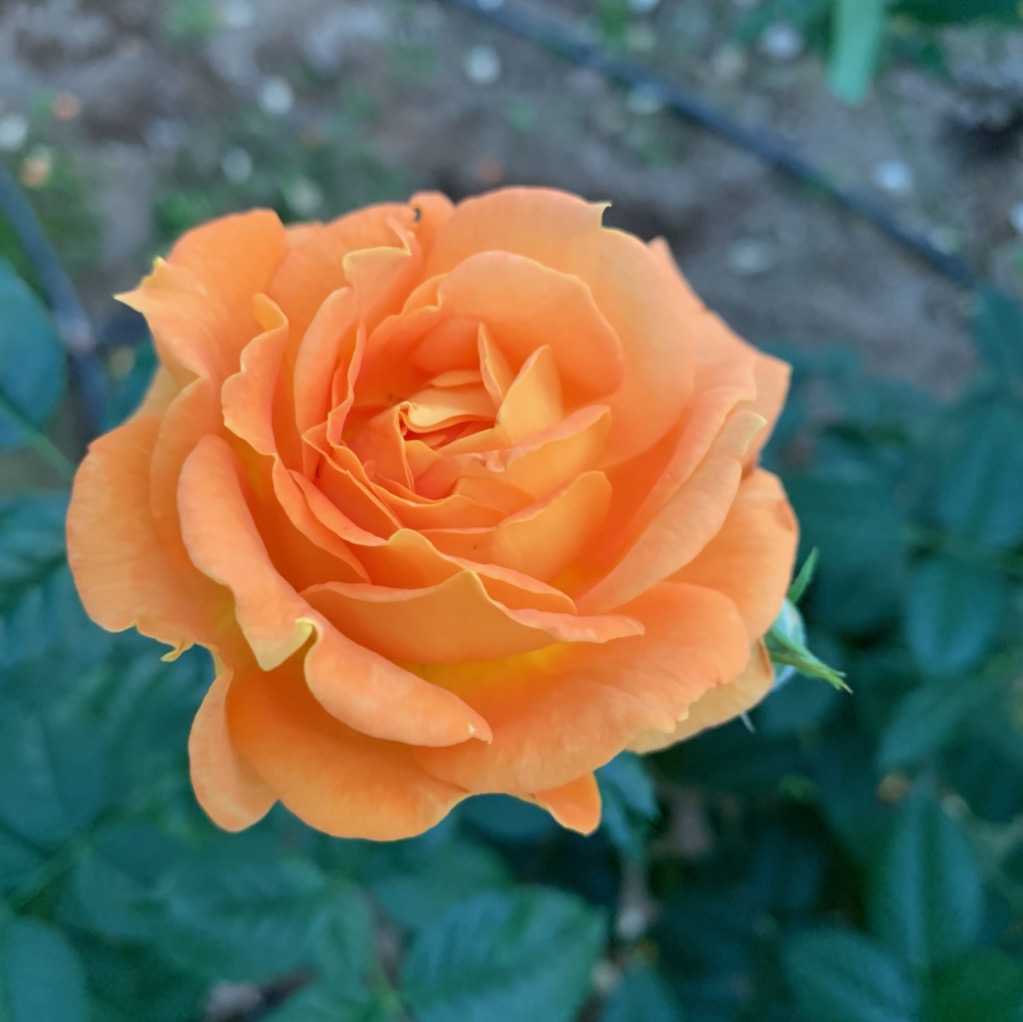 ブログ 島田市ばらの丘公園公式hp ブログ 島田市ばらの丘公園公式hp