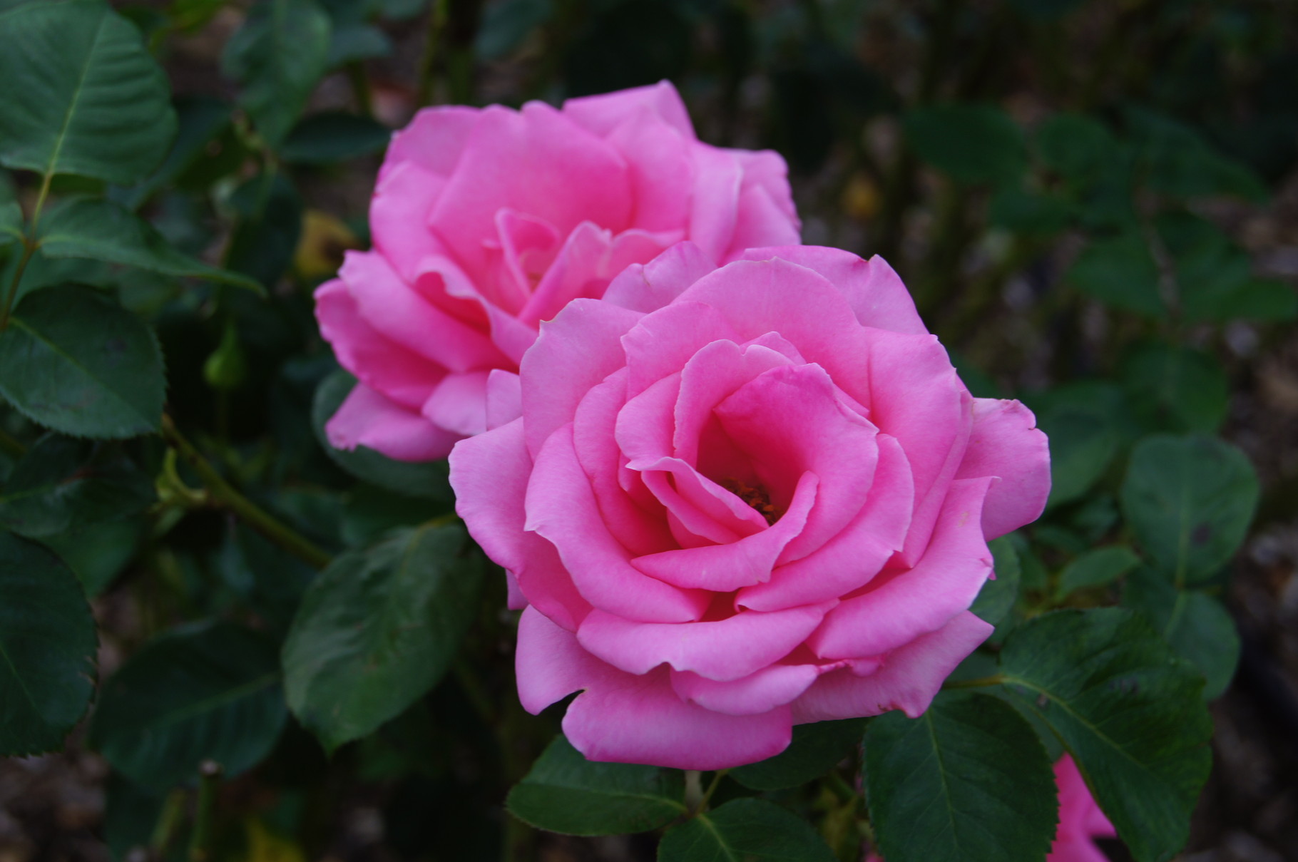 Enkei 島田市ばらの丘公園公式hp