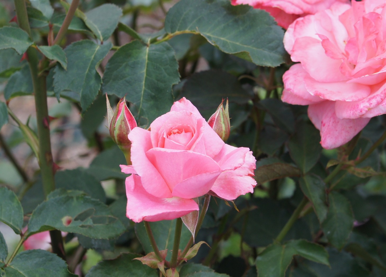 芳純