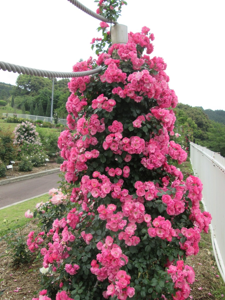 Fence 島田市ばらの丘公園公式hp Fence 島田市ばらの丘公園公式hp