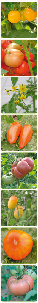 Tomatenraritäten