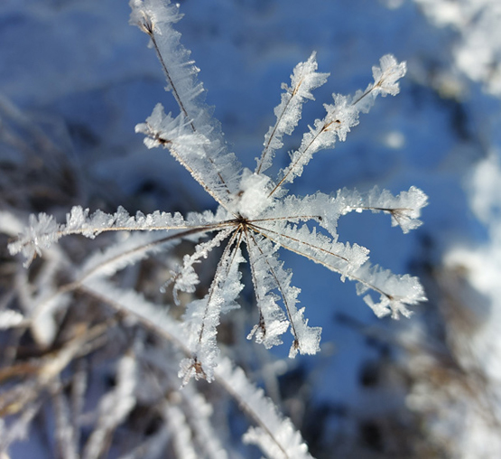Nächte im Garten – Winter