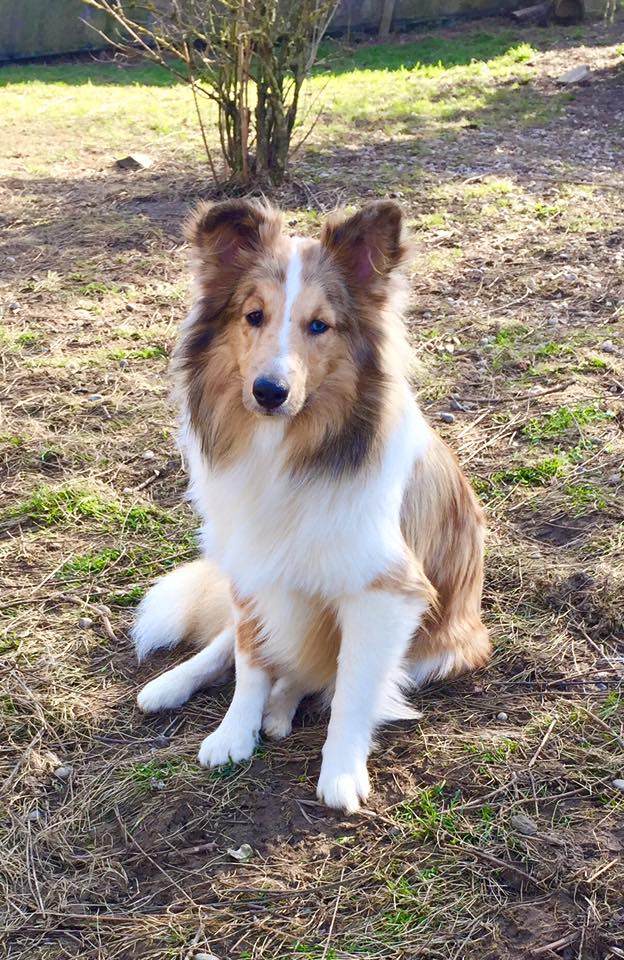 home american shelties und windsprites langhaarwhippets