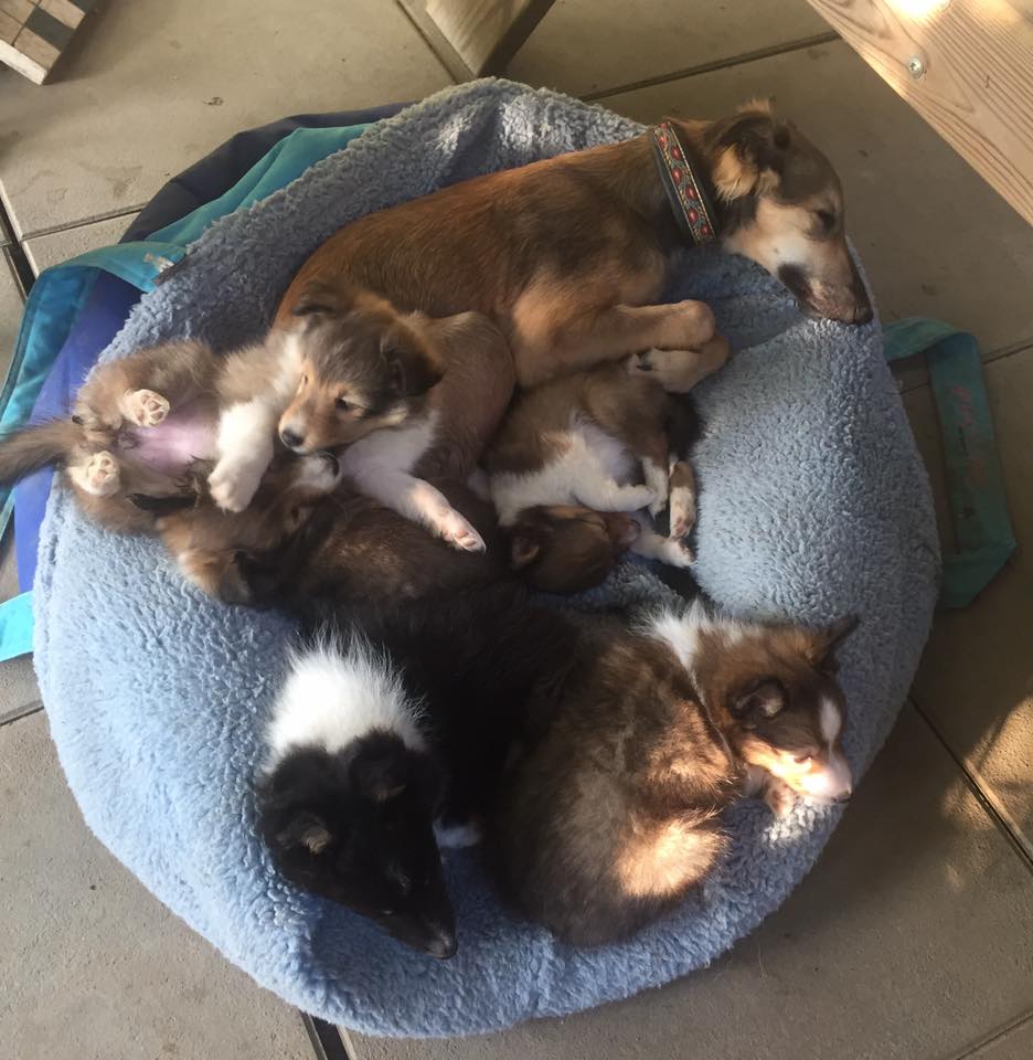 home american shelties und windsprites langhaarwhippets