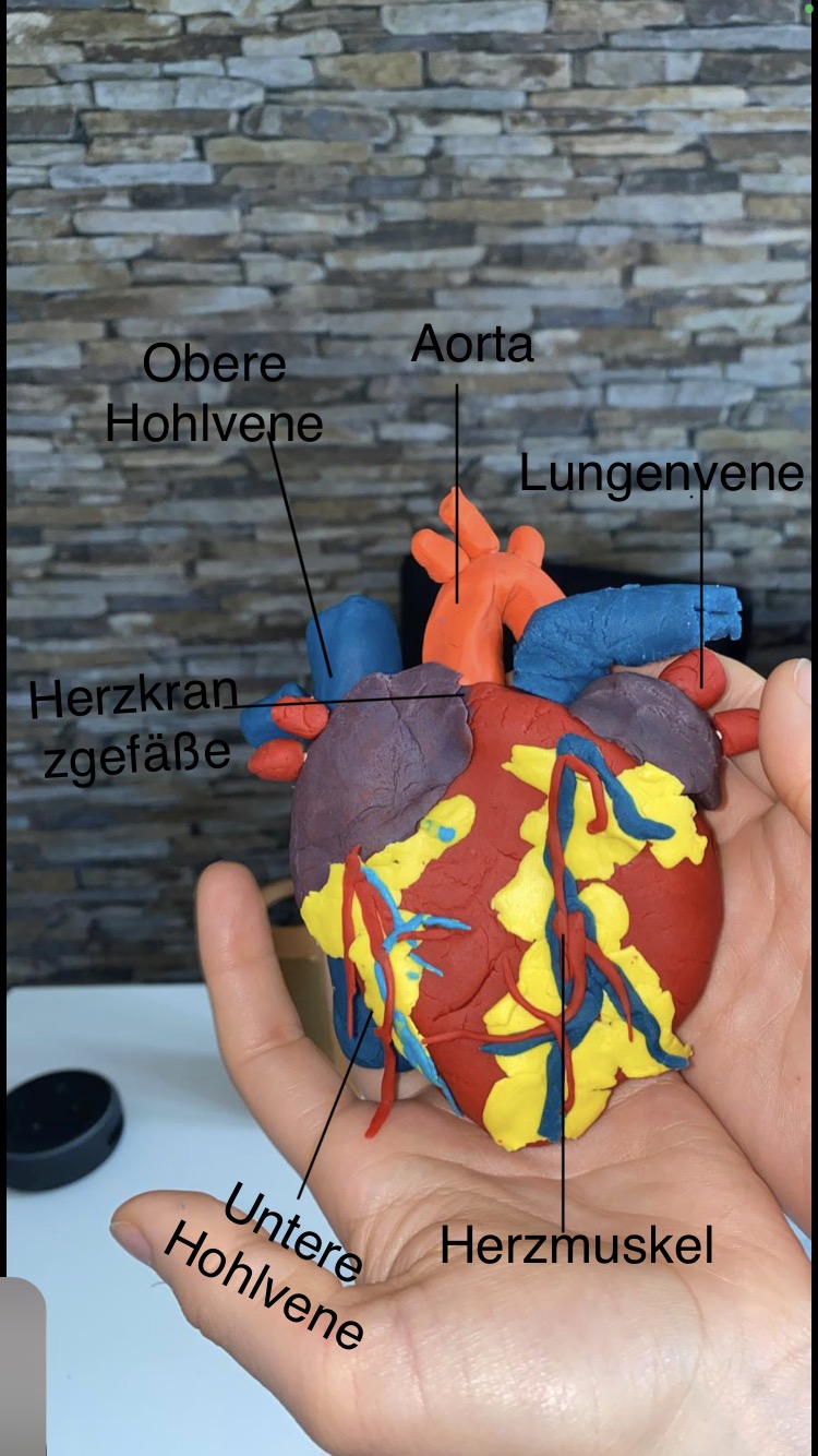 Herzmodell 