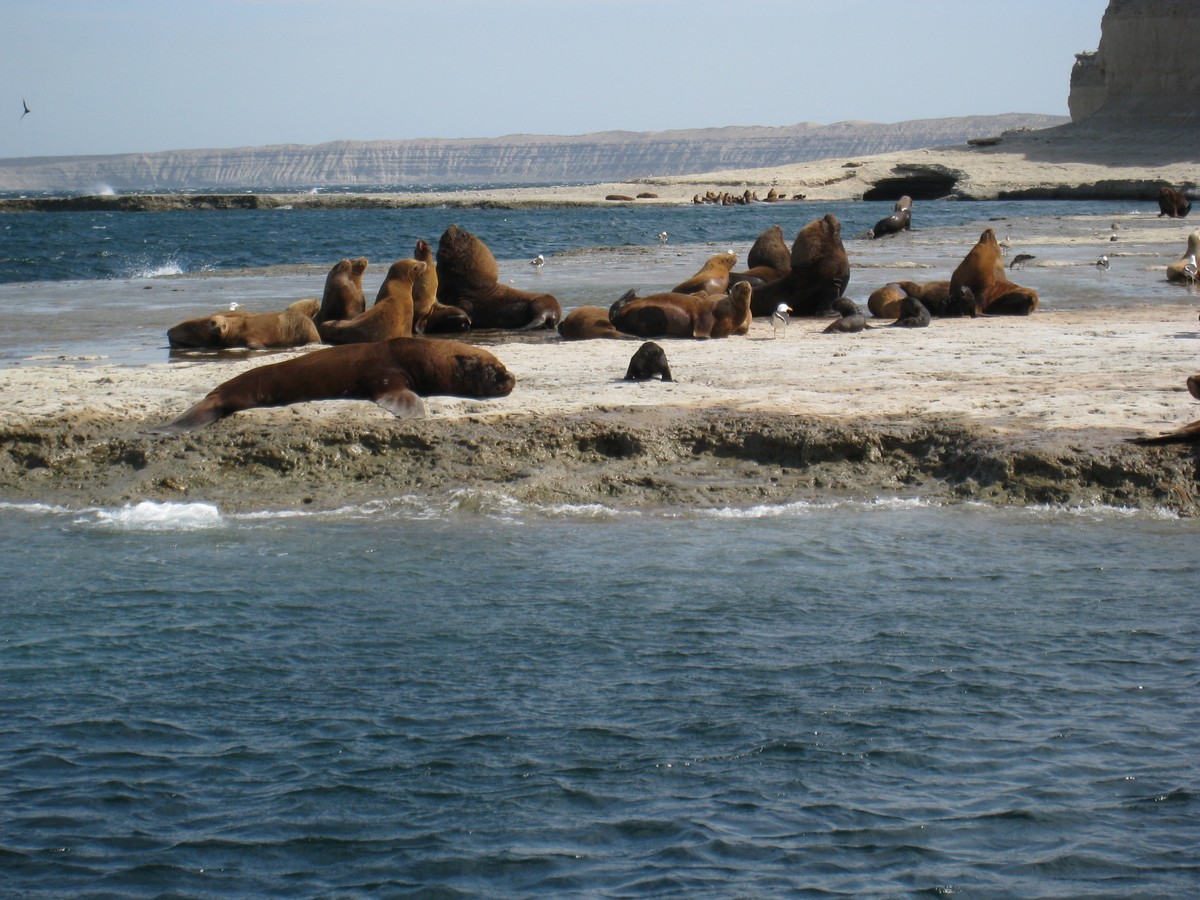 Lions de mer a Puerto Madryn
