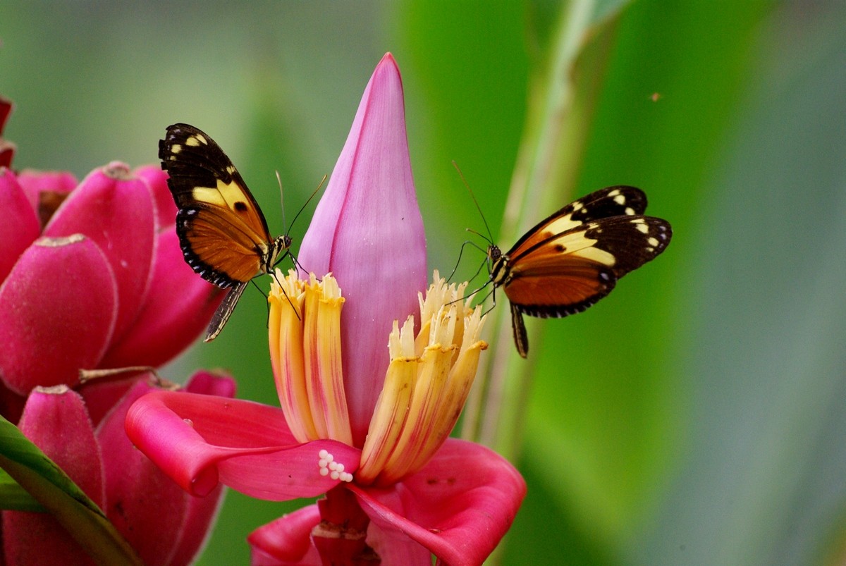 Papillon et fleur de bananier