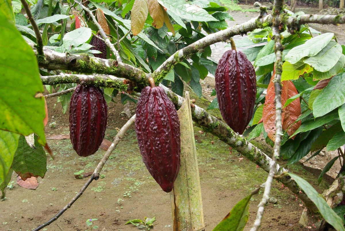 Fruist Cacao