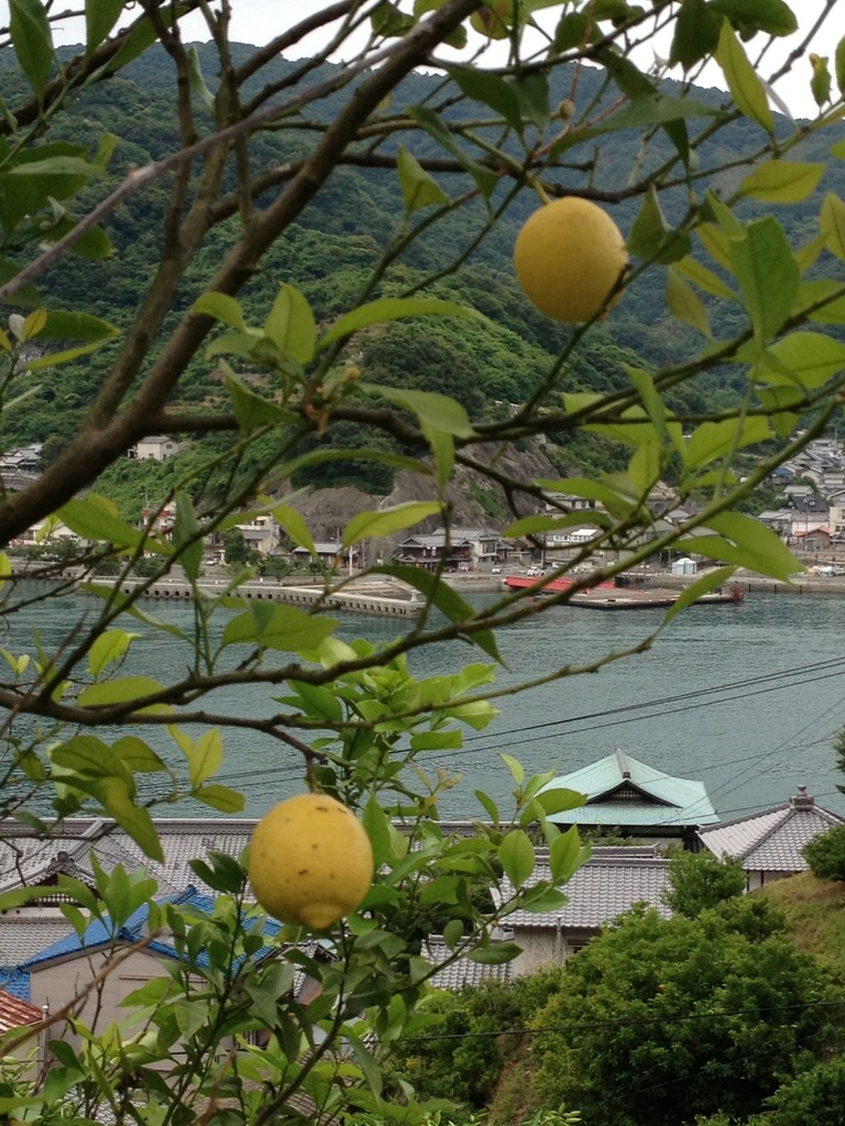 道路側にれもんの木が!!さすが豊島!!