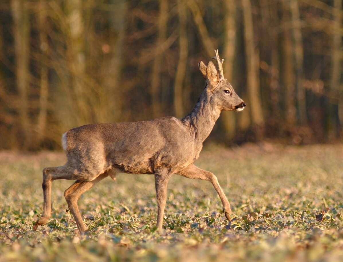 Roe buck