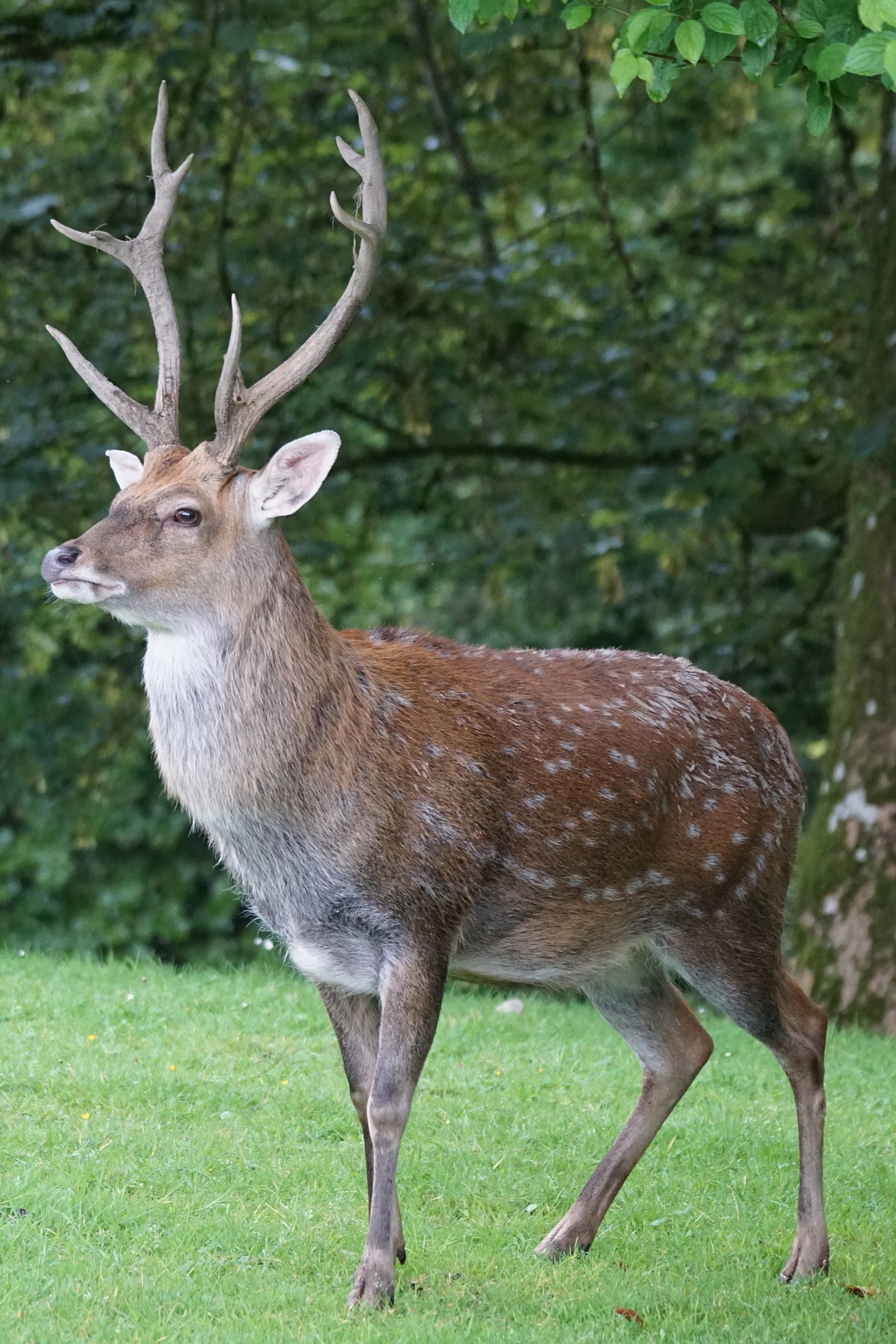 Sika stag