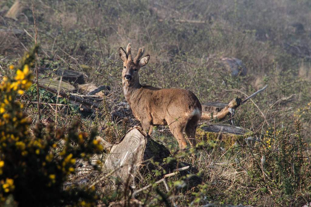 Roe buck in velvet