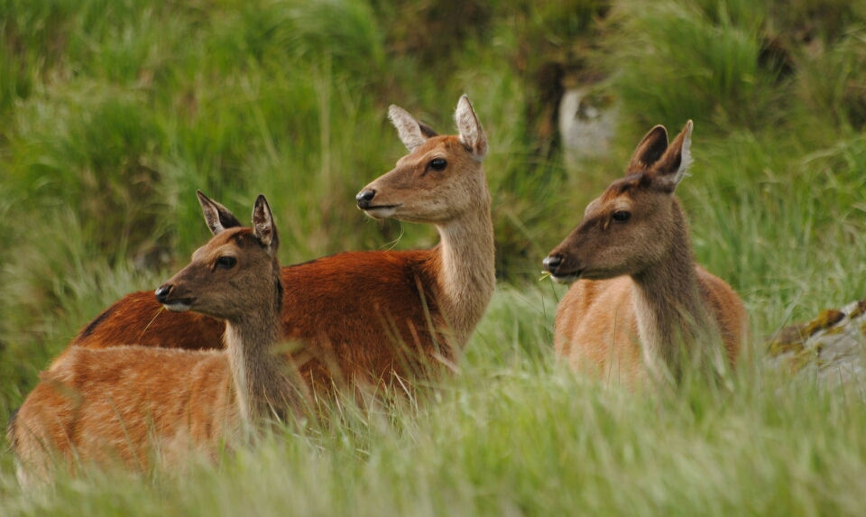 Red hinds
