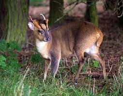 March on the Muntjac