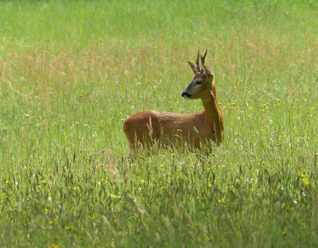 Roe buck