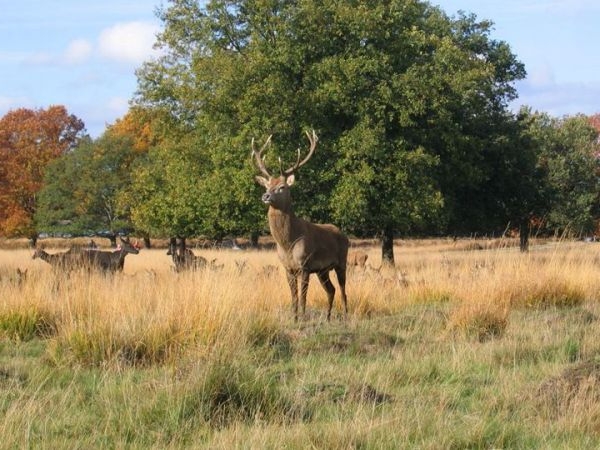 Red stag, with hinds in the background