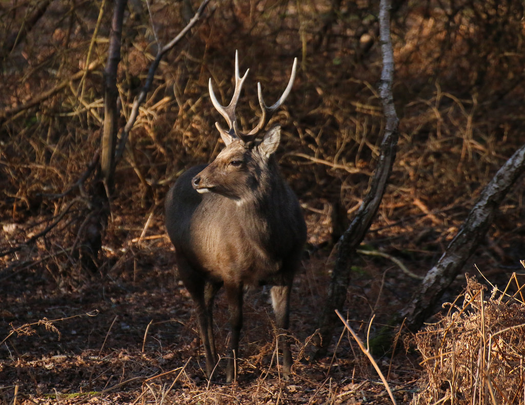 Large sika stag