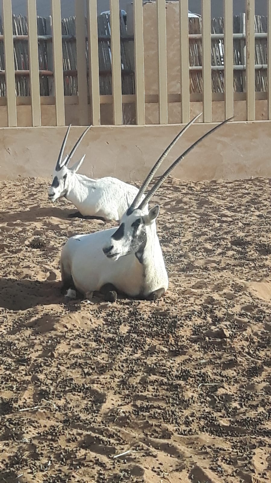 Oryx Antilopen im Camp