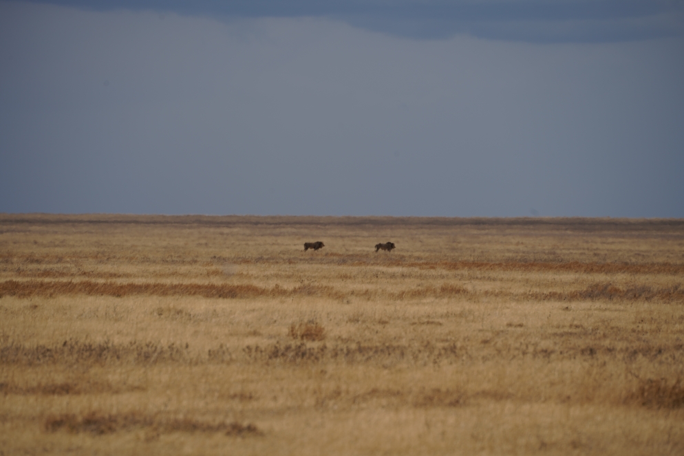 Zwei einsame Löwen auf der Hochebene